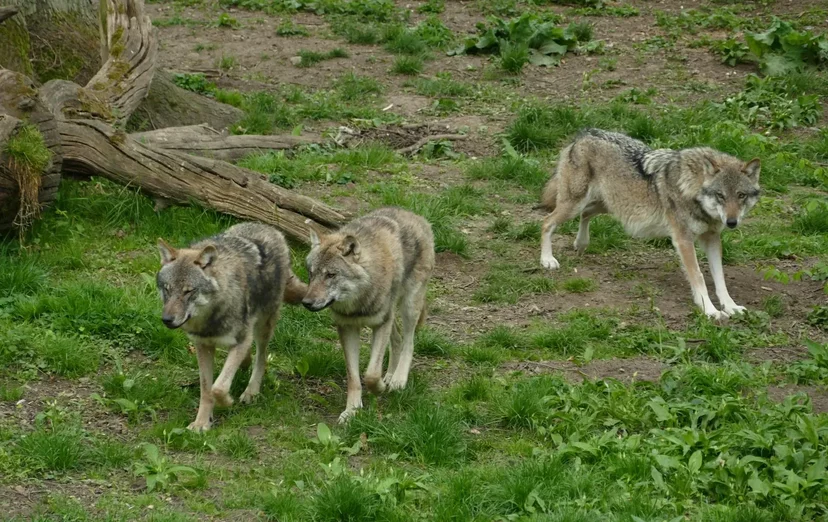 Et si les loups enseignaient le français ? Petite leçon de pédagogie sauvage